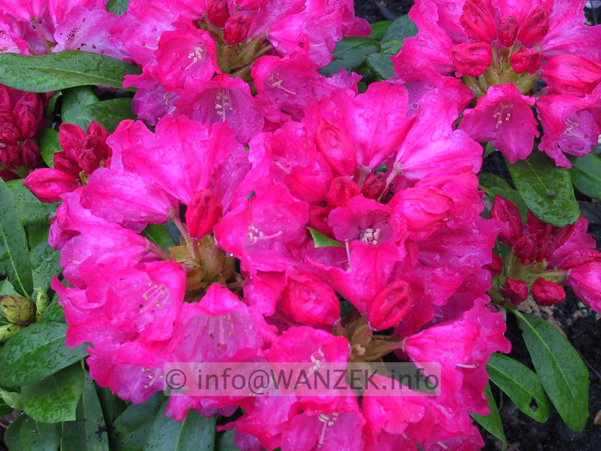Rhododendron yakushimanum Kalinka 03.JPG